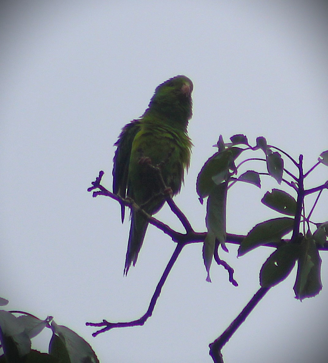 Plain Parakeet - ML643350539