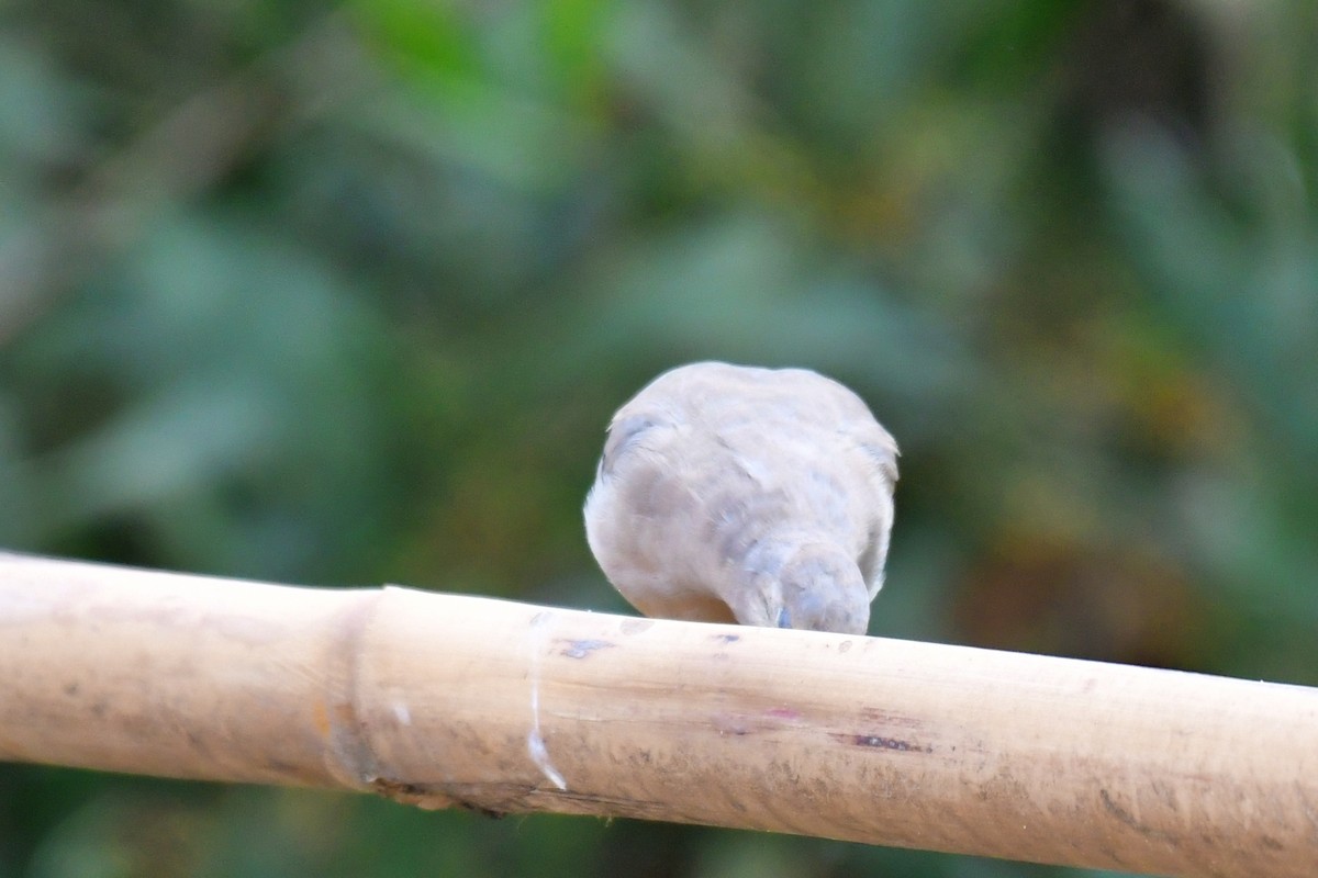 Picui Ground Dove - ML643350552