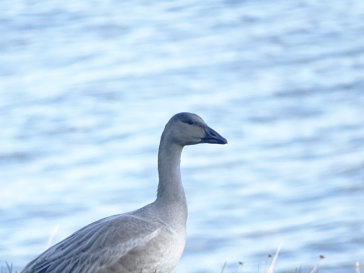 Snow Goose - ML643350557