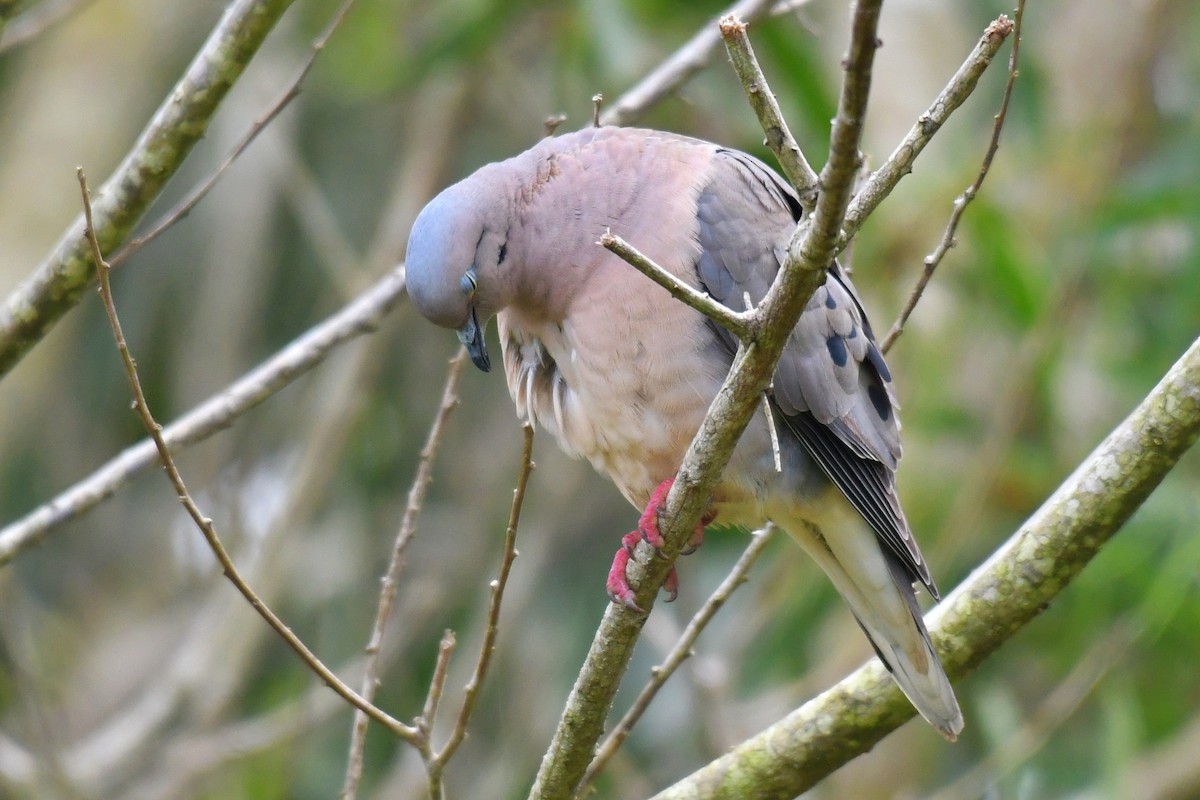 Eared Dove - ML643350558