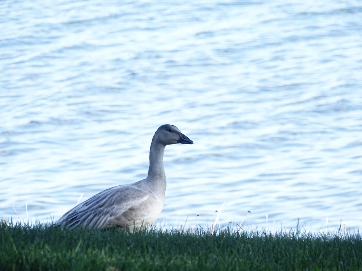 Snow Goose - ML643350559