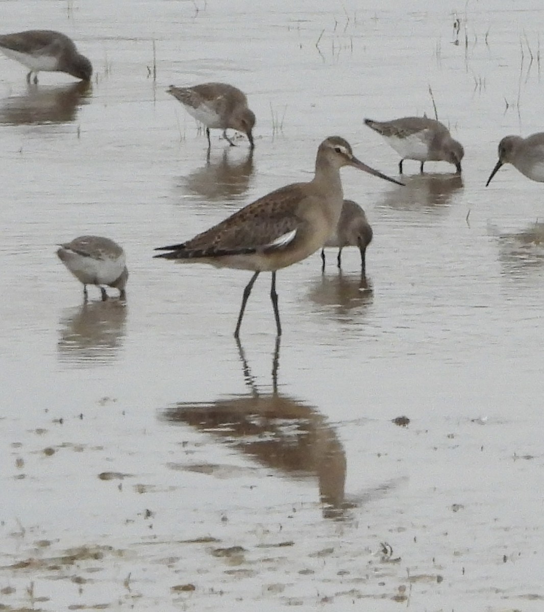 Hudsonian Godwit - ML643350562