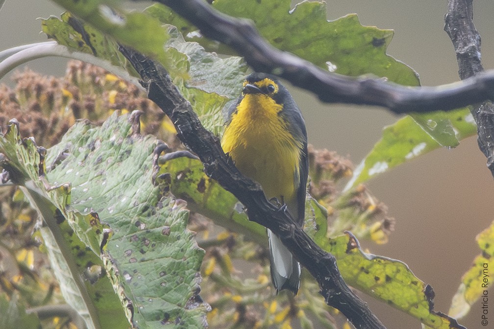 Spectacled Redstart - ML643350563