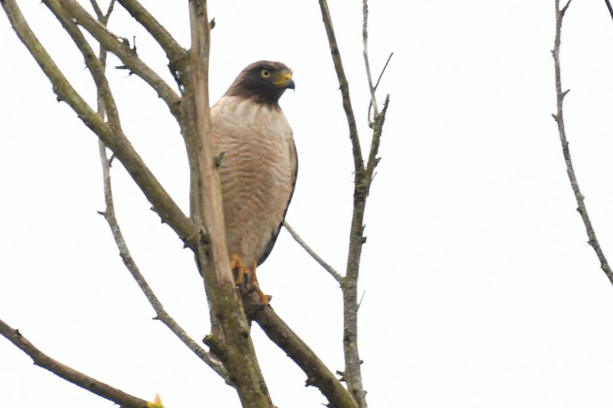 Roadside Hawk - ML643350581