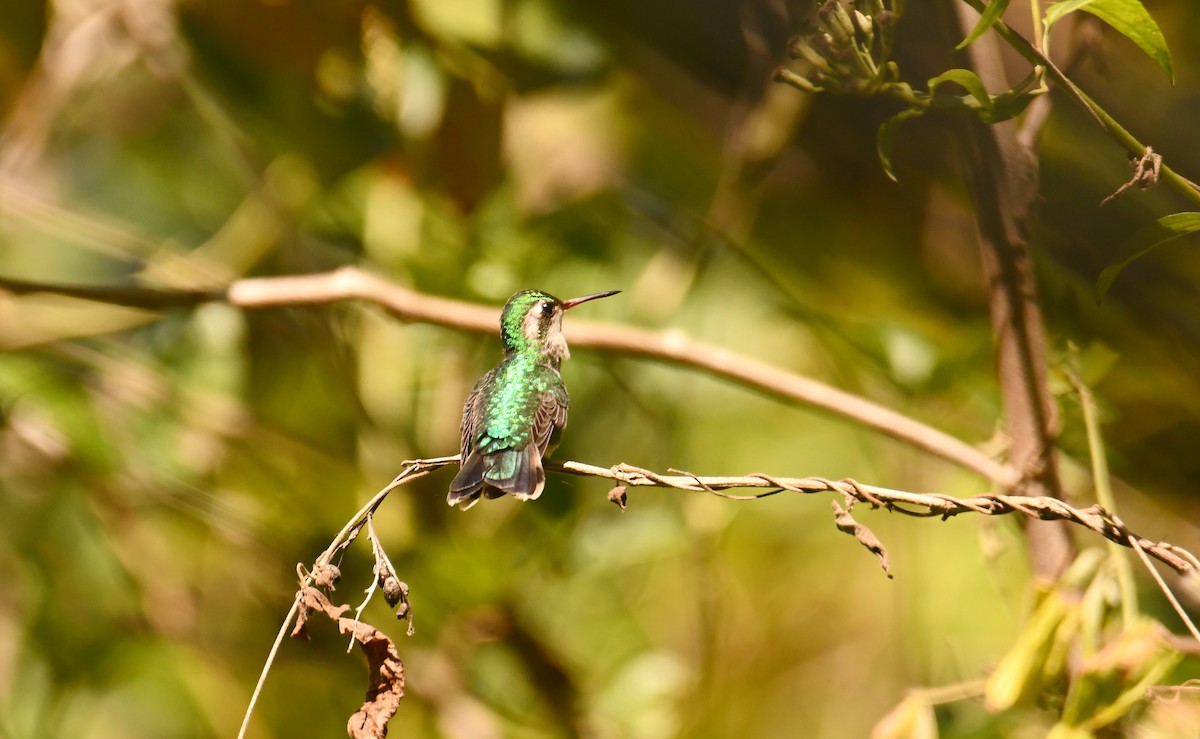Canivet's Emerald - ML643350582