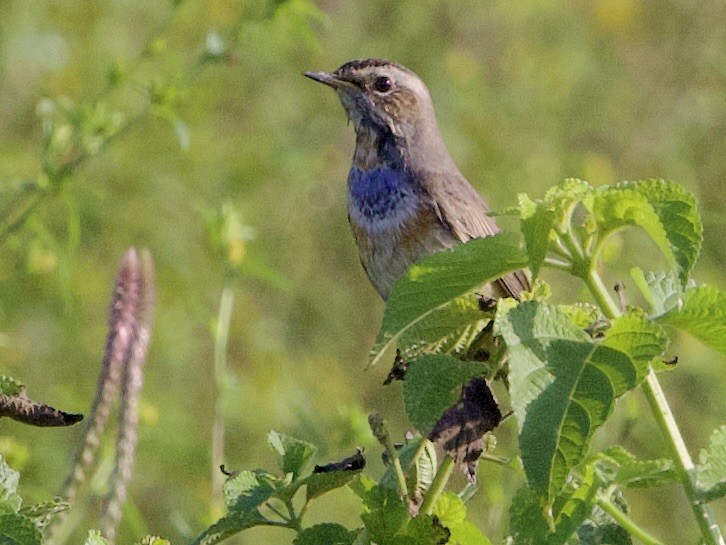 slavík modráček - ML643350583