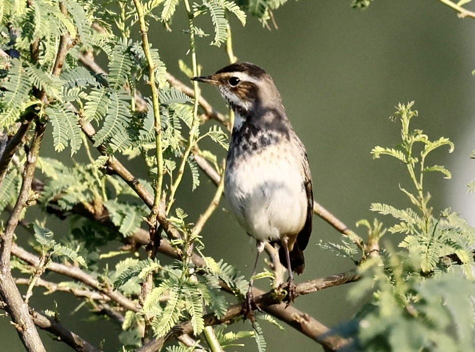 slavík modráček - ML643350598