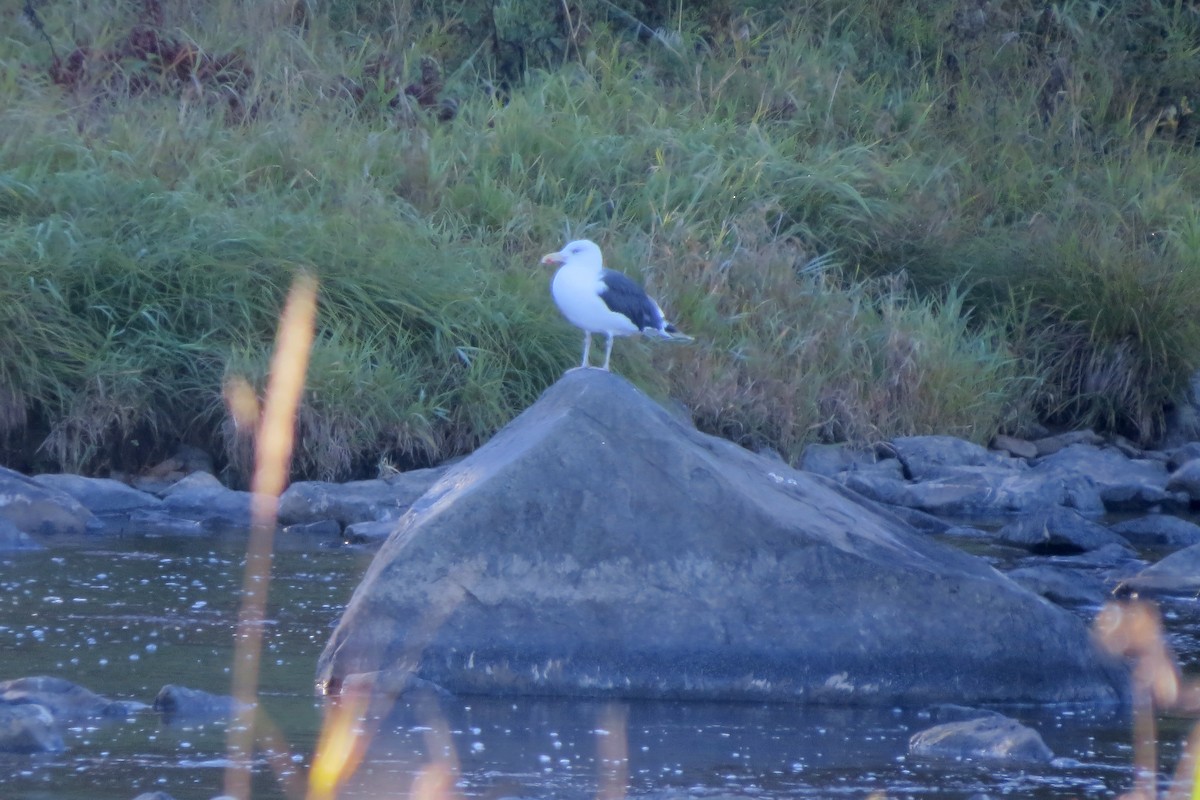 Great Black-backed Gull - ML643350603