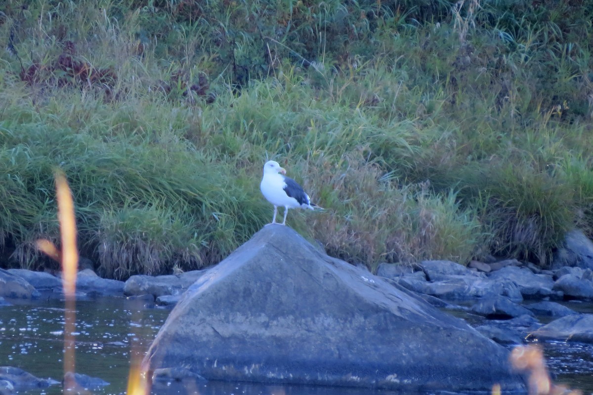 Great Black-backed Gull - ML643350604