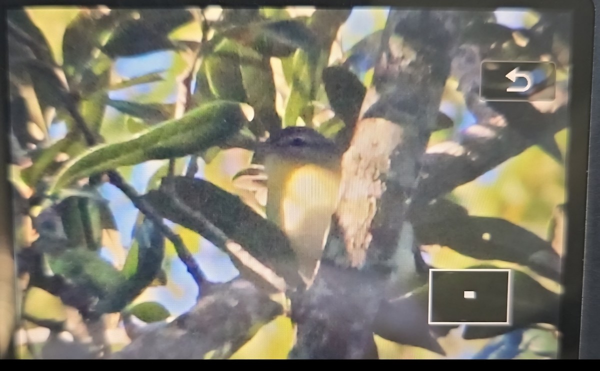 Philadelphia Vireo - ML643350611