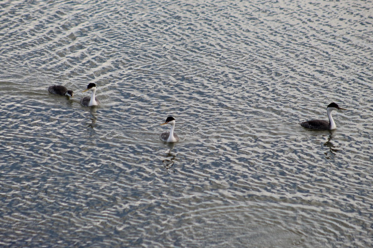 Western Grebe - ML643350614