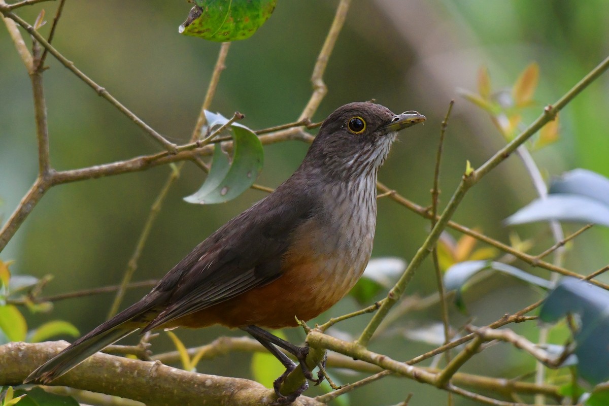 Rufous-bellied Thrush - ML643350618