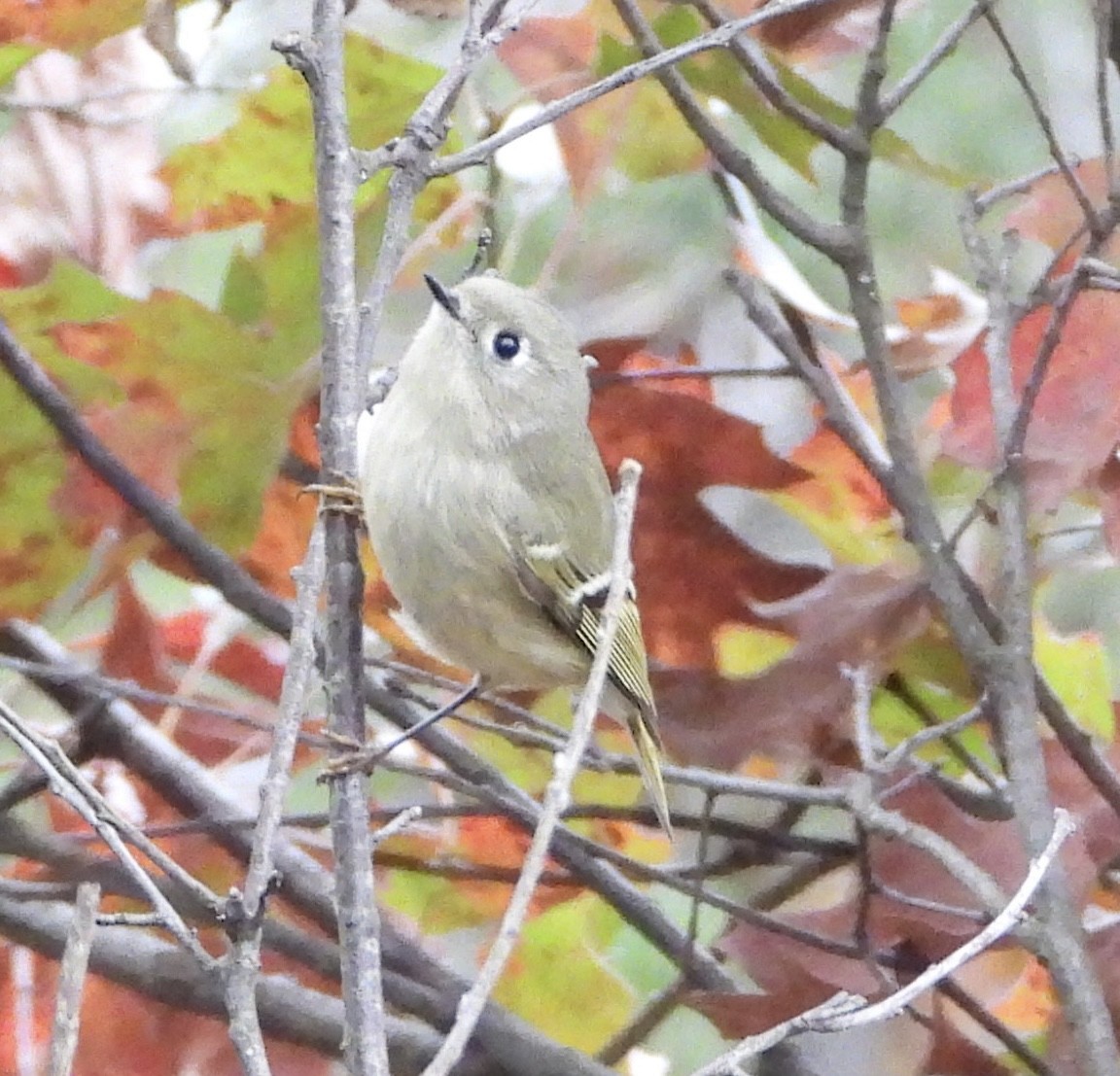 Ruby-crowned Kinglet - ML643350626