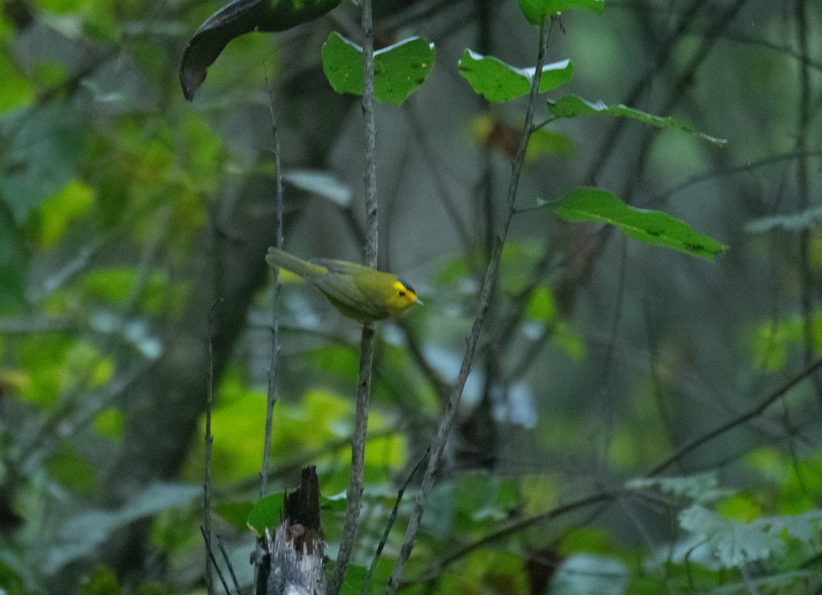Wilson's Warbler - ML643350629