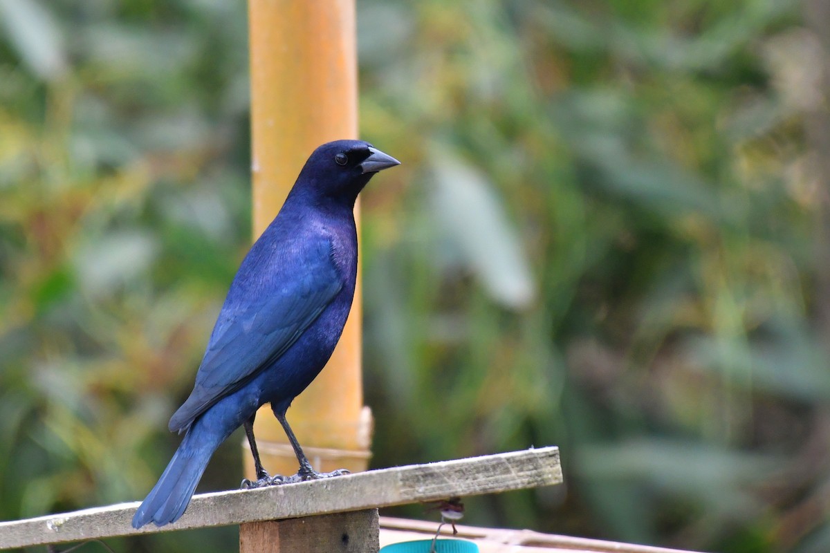 Shiny Cowbird - ML643350630