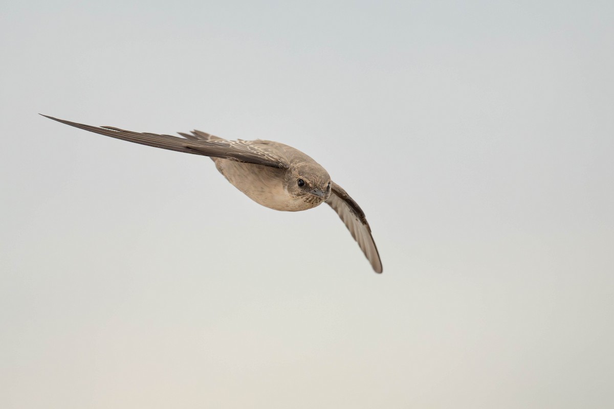 チャイロツバメ - ML643350632