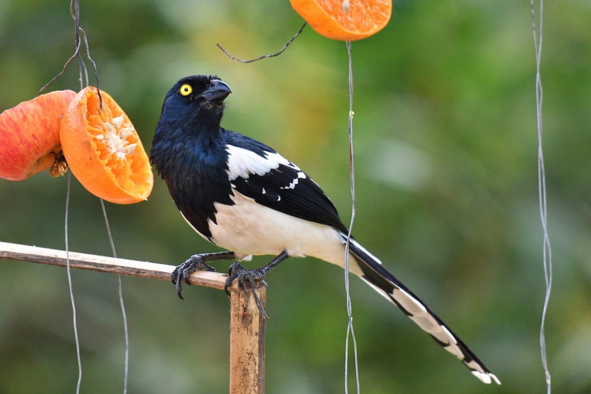 Magpie Tanager - ML643350636