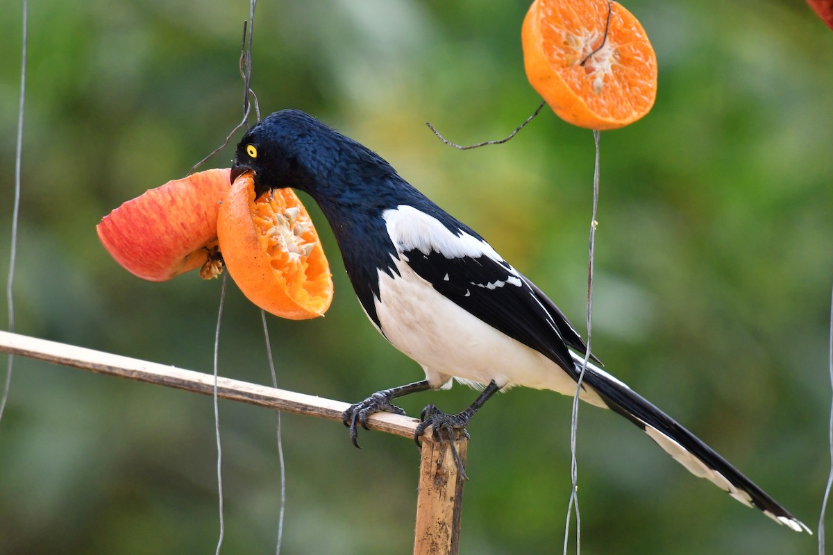 Magpie Tanager - ML643350637