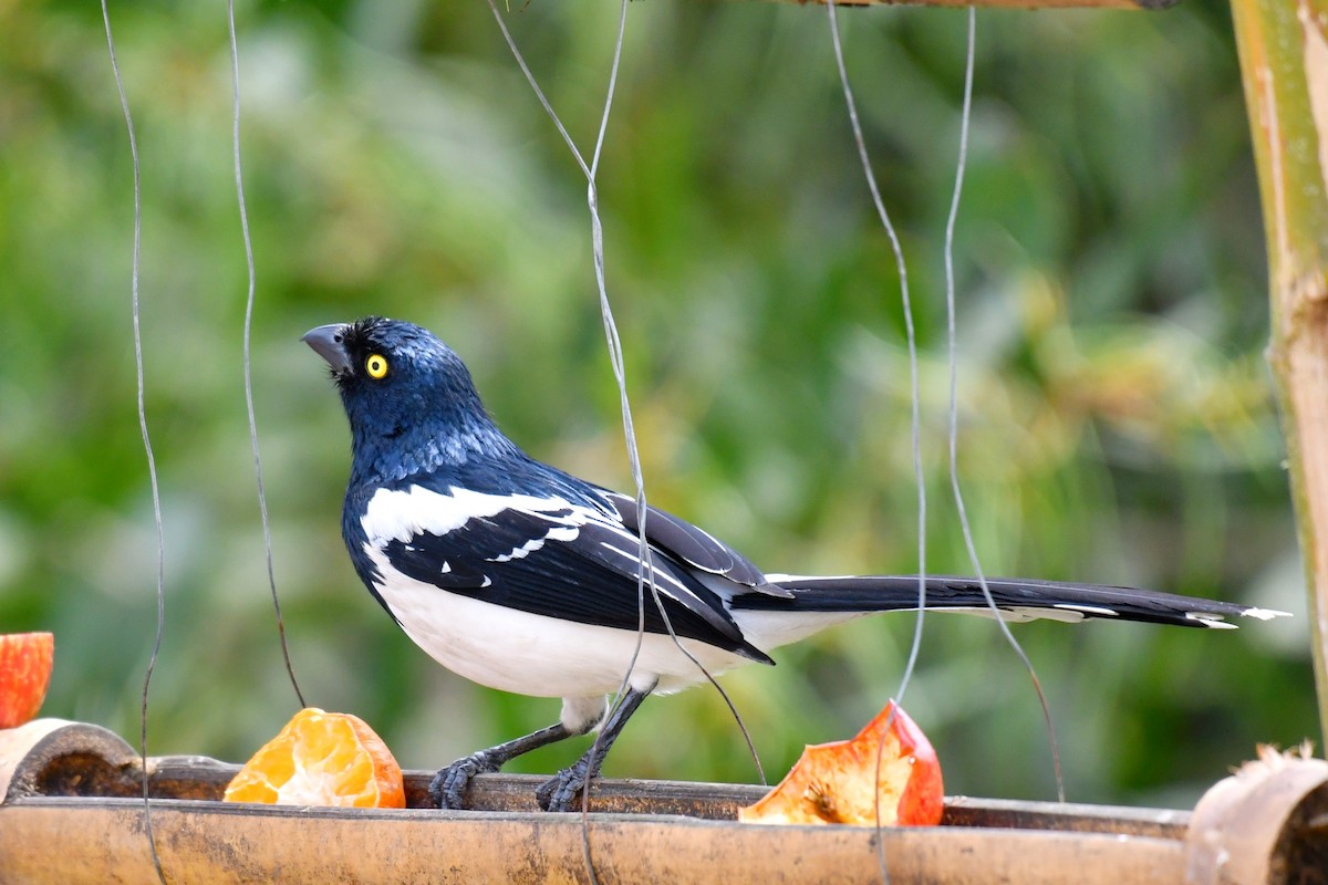 Magpie Tanager - ML643350639
