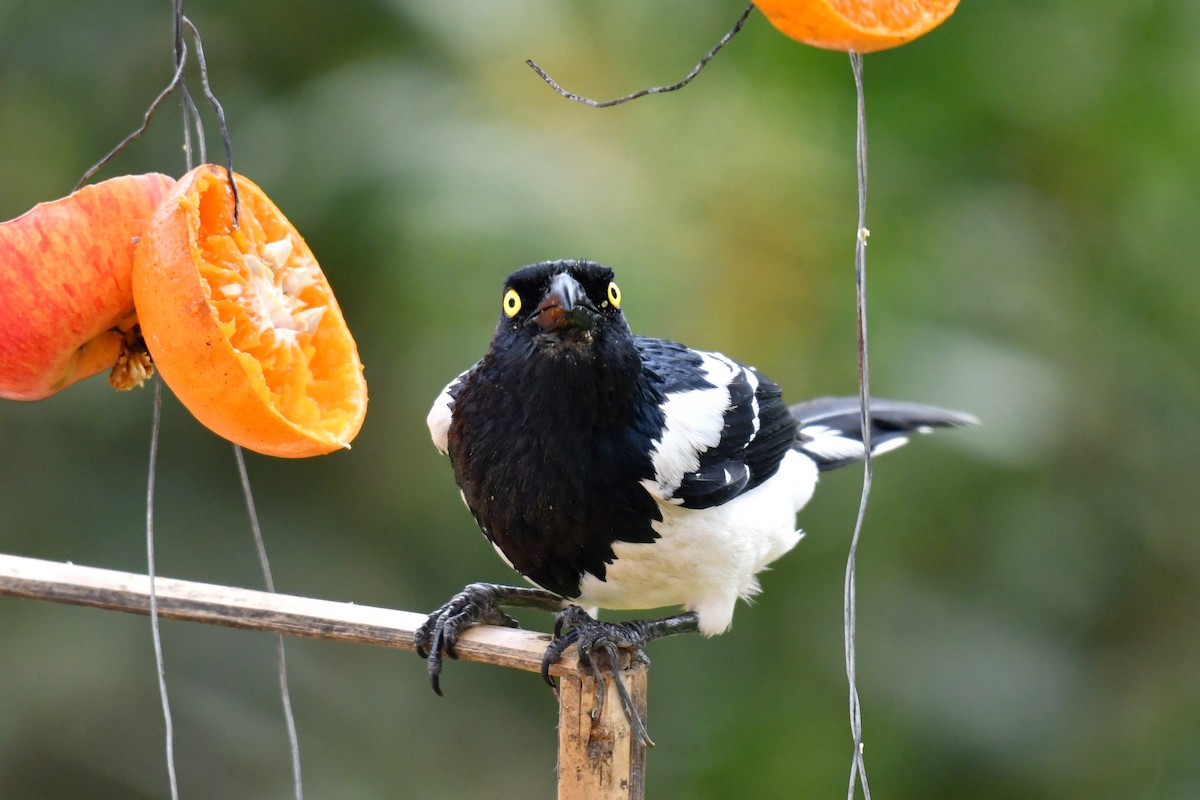 Magpie Tanager - ML643350640