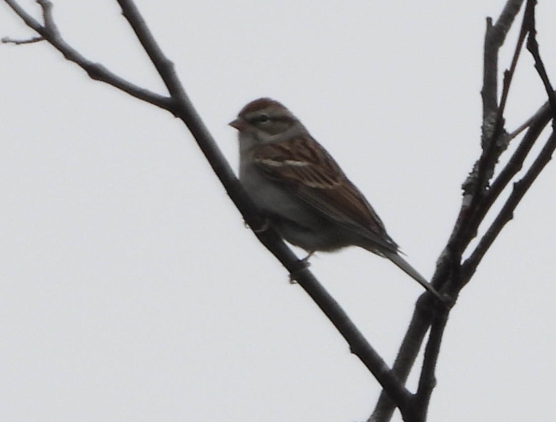 Chipping Sparrow - ML643350643