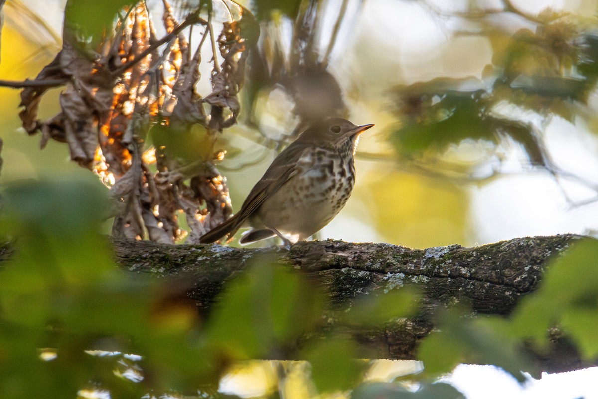 Hermit Thrush - ML643350647
