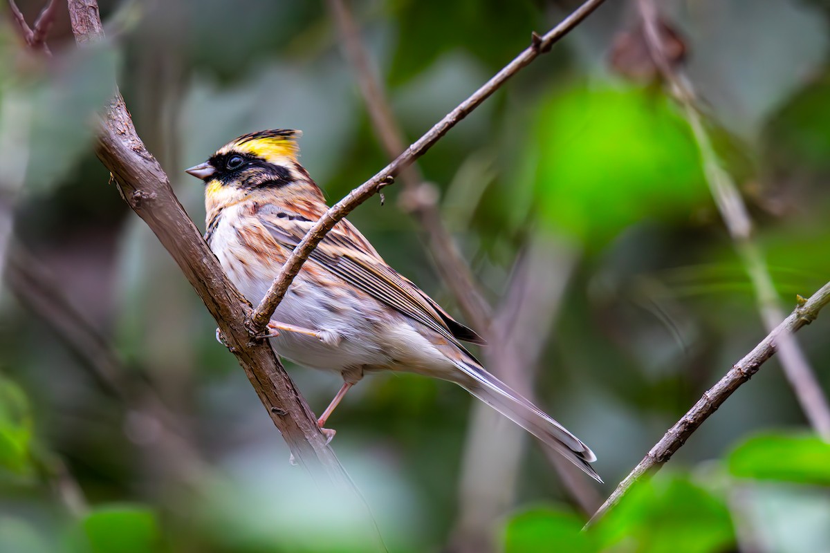 Yellow-throated Bunting - ML643350664