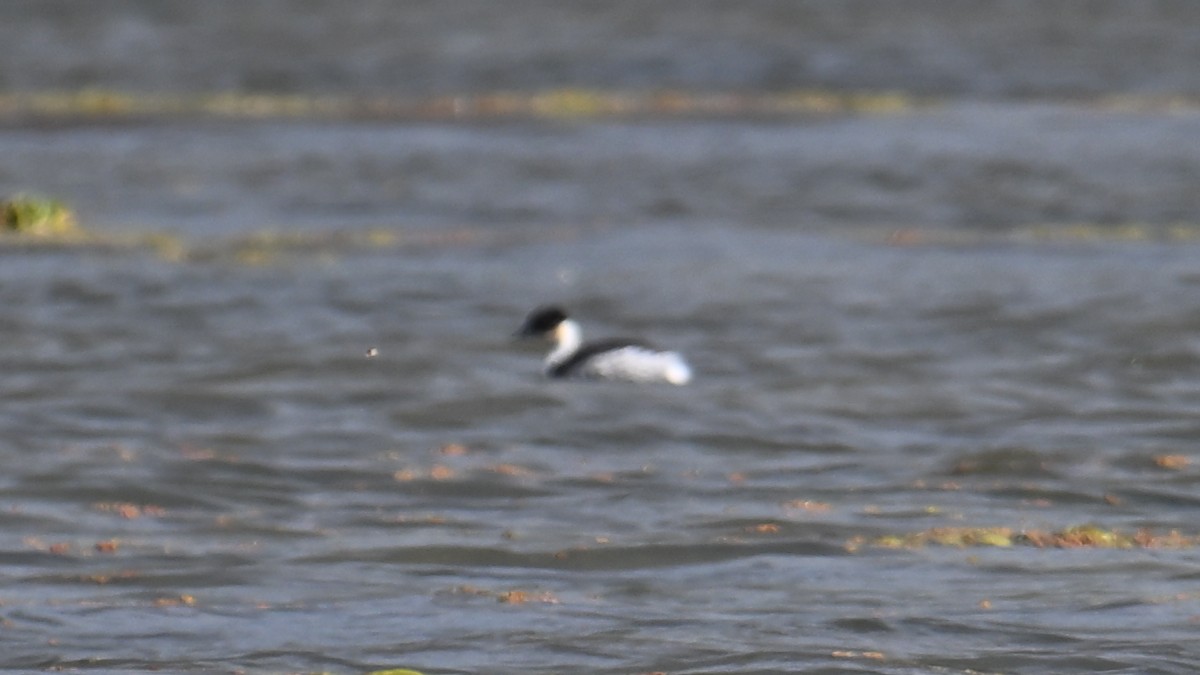 Silvery Grebe - ML643350689