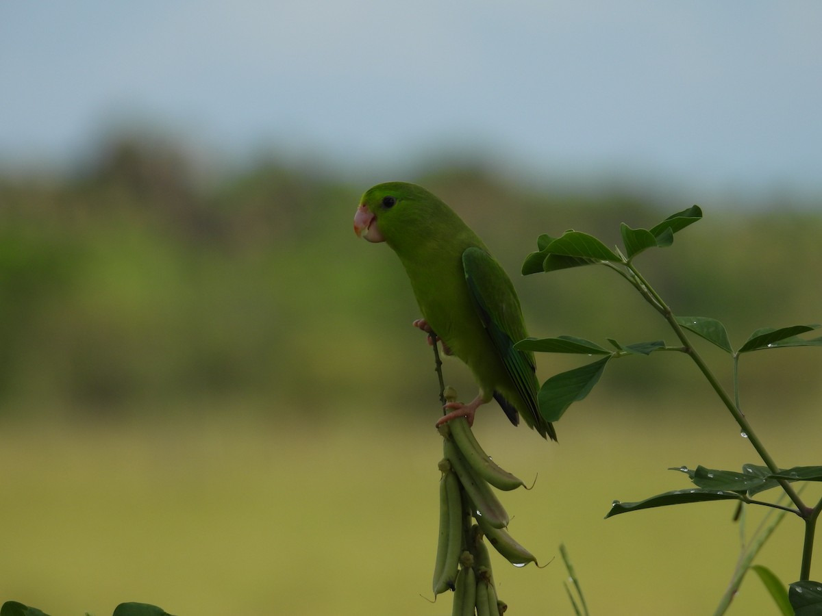 Spectacled Parrotlet - ML643350726