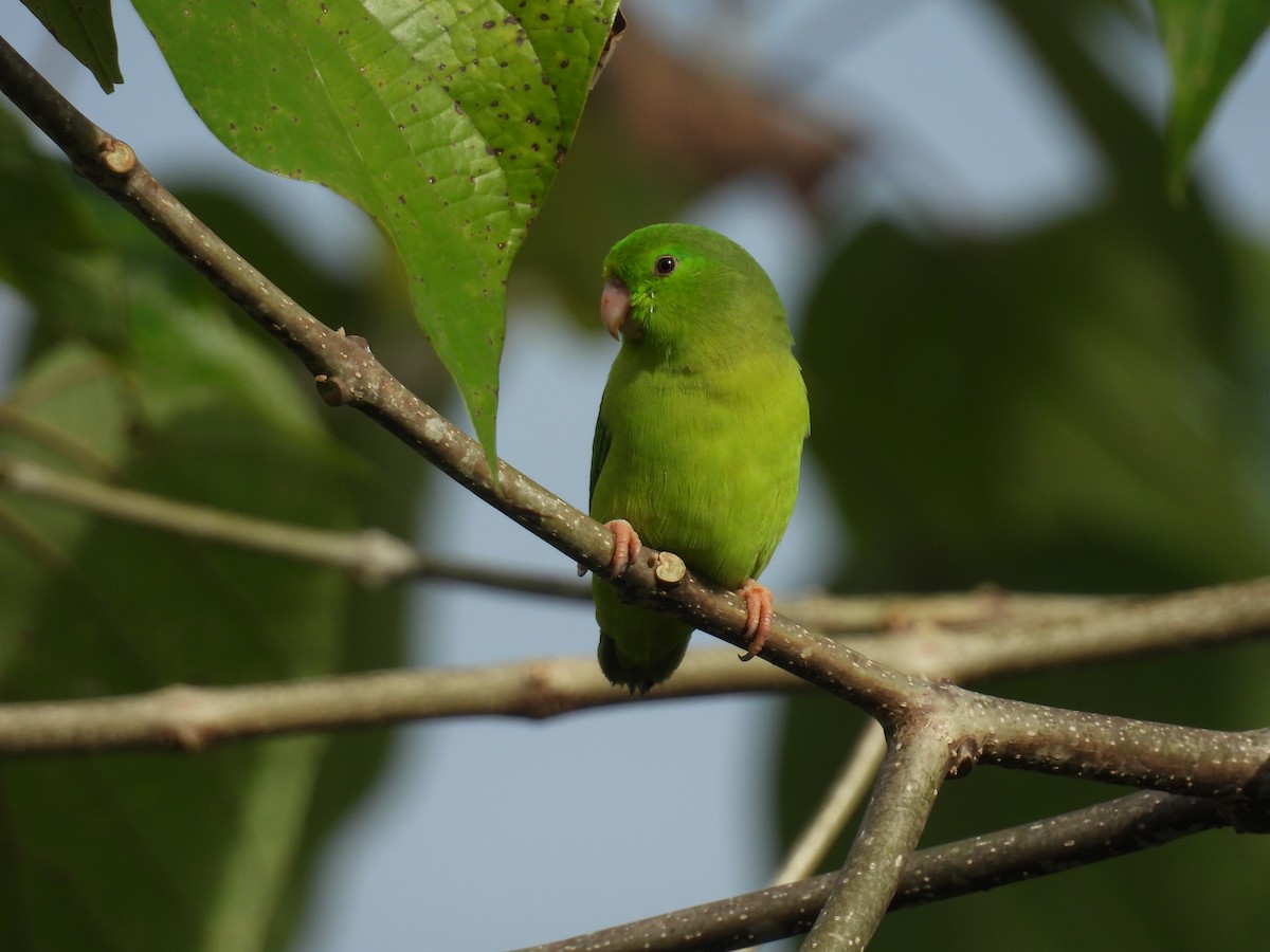 Spectacled Parrotlet - ML643350727