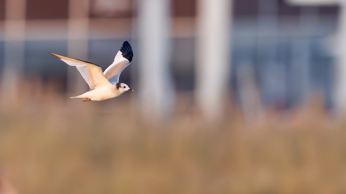 Mouette de Sabine - ML643350761