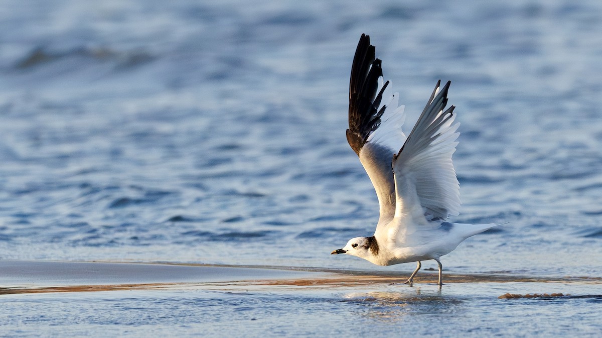 Mouette de Sabine - ML643350762
