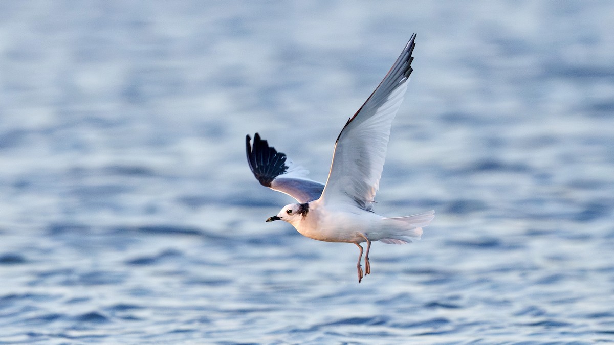 Mouette de Sabine - ML643350764