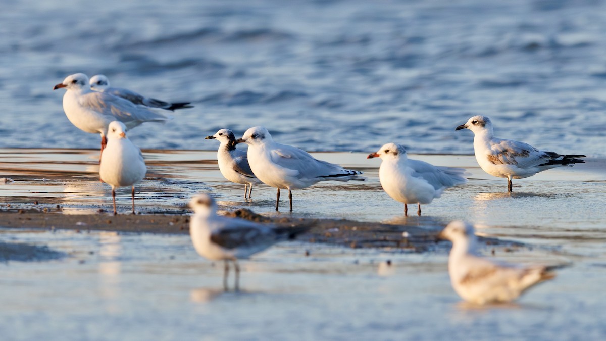 Mouette de Sabine - ML643350767
