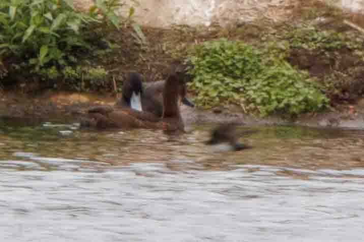 Southern Pochard - ML643350768