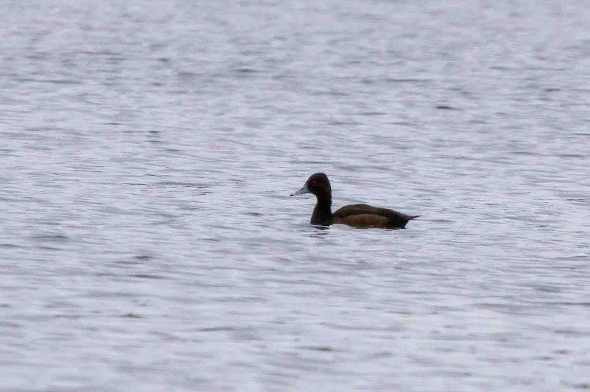 Southern Pochard - ML643350769