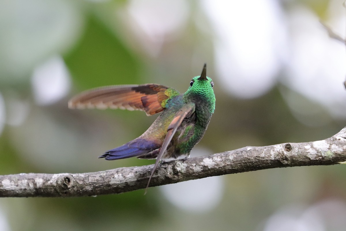 Амазилія-берил синьохвоста - ML643350803