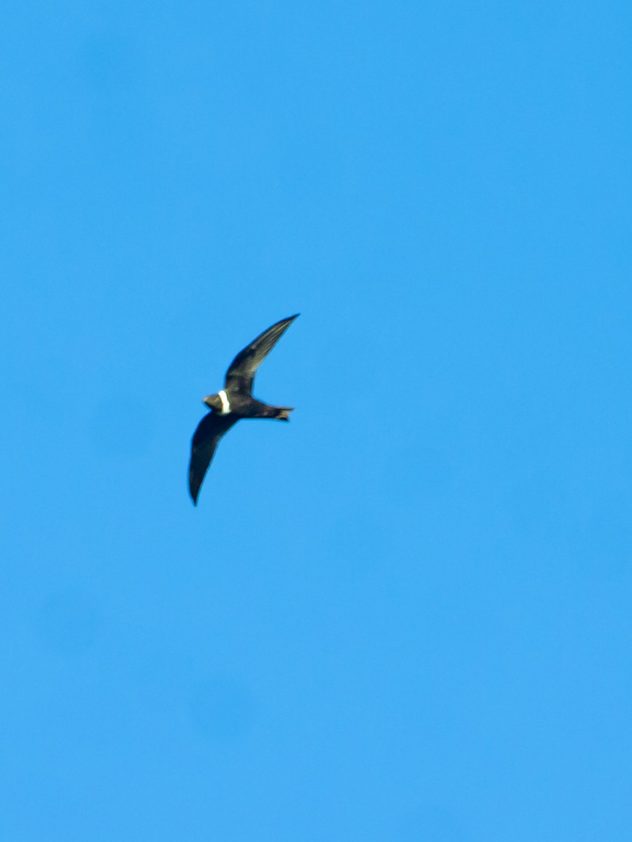White-collared Swift - ML643350822