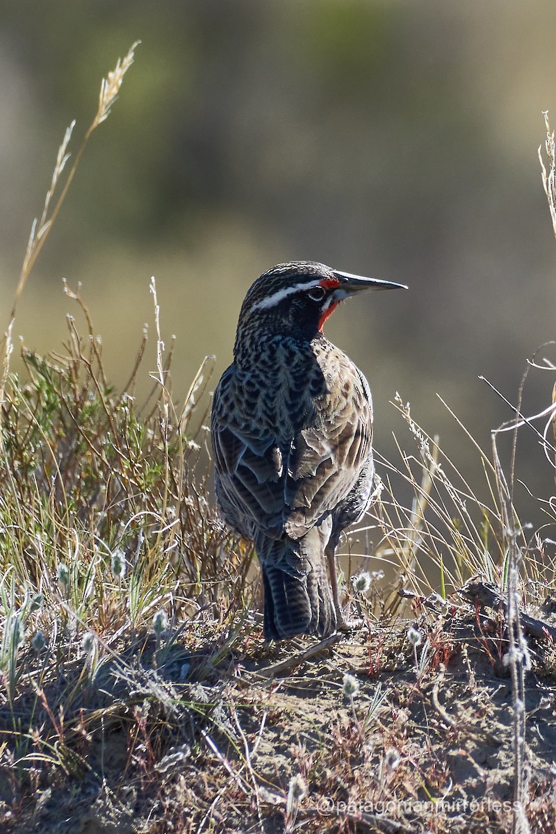 Long-tailed Meadowlark - ML643350823