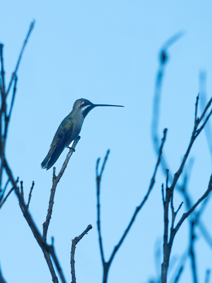 Plain-capped Starthroat - ML643350830