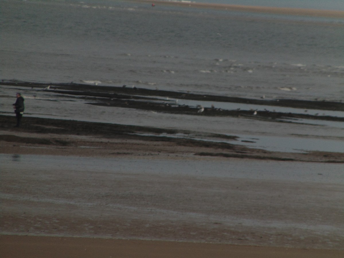 Goéland argenté - ML643350843