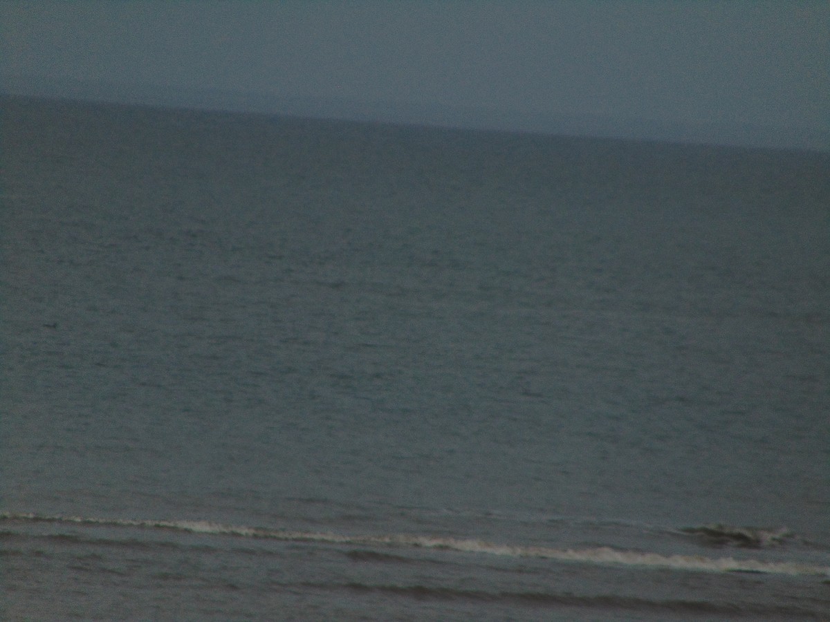 Plongeon catmarin - ML643350847