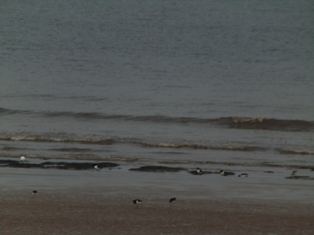 Huîtrier pie - ML643350850