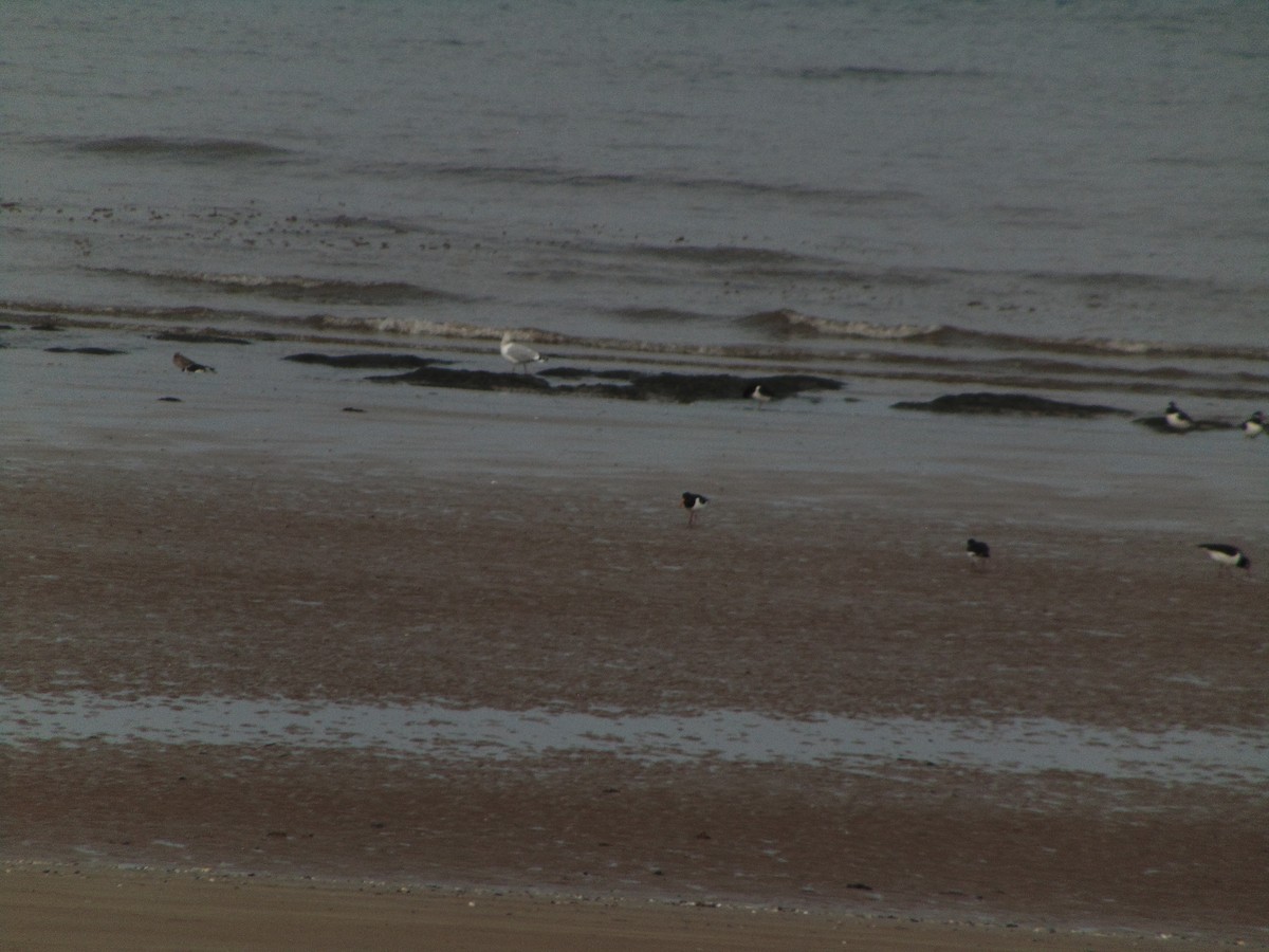 Huîtrier pie - ML643350851