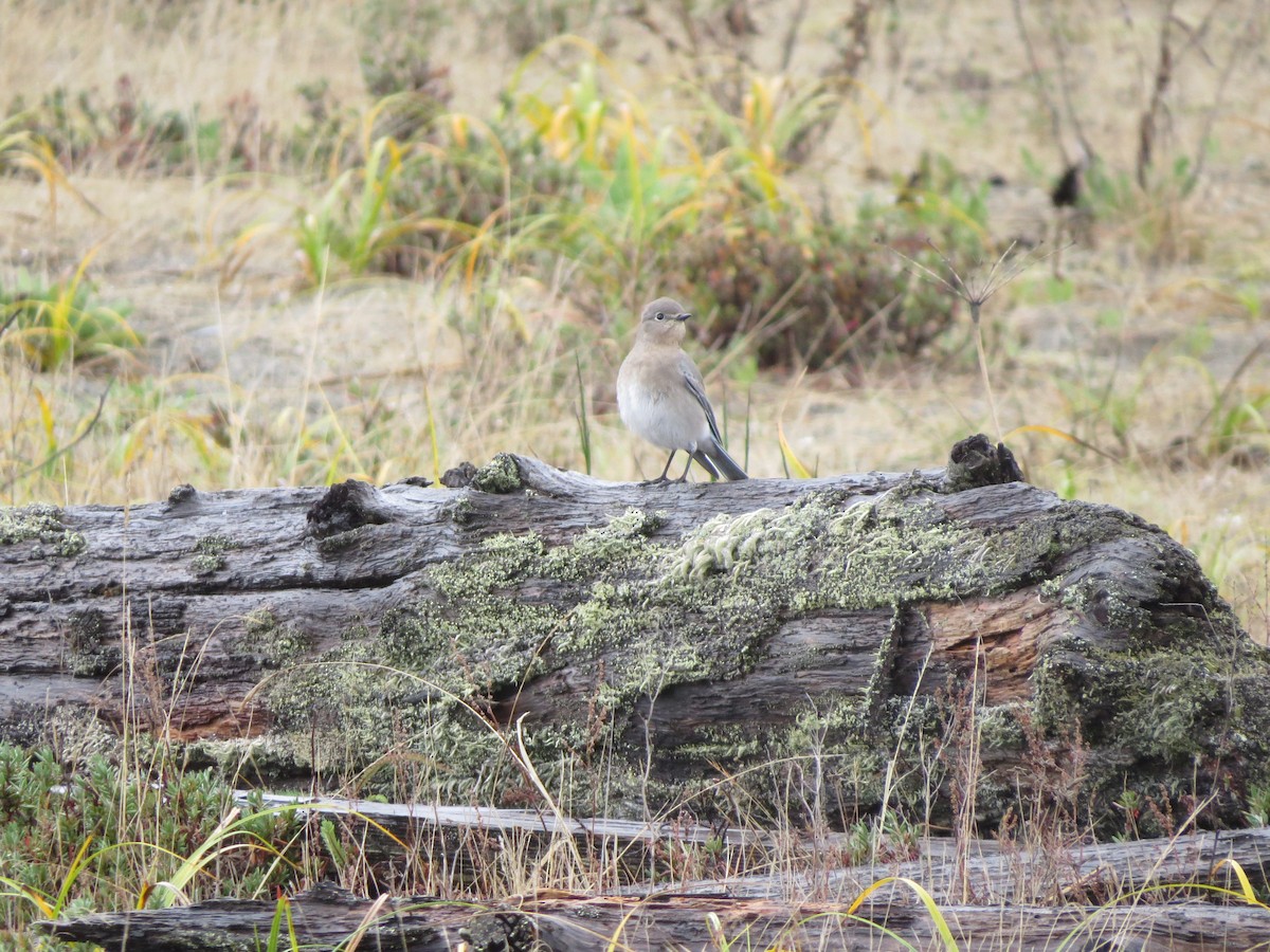 Mountain Bluebird - ML643350861