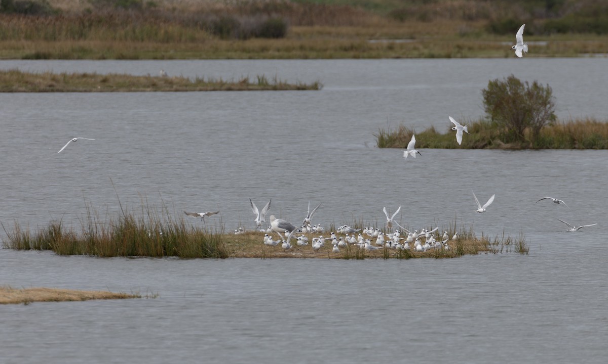 Forster's Tern - ML643350883