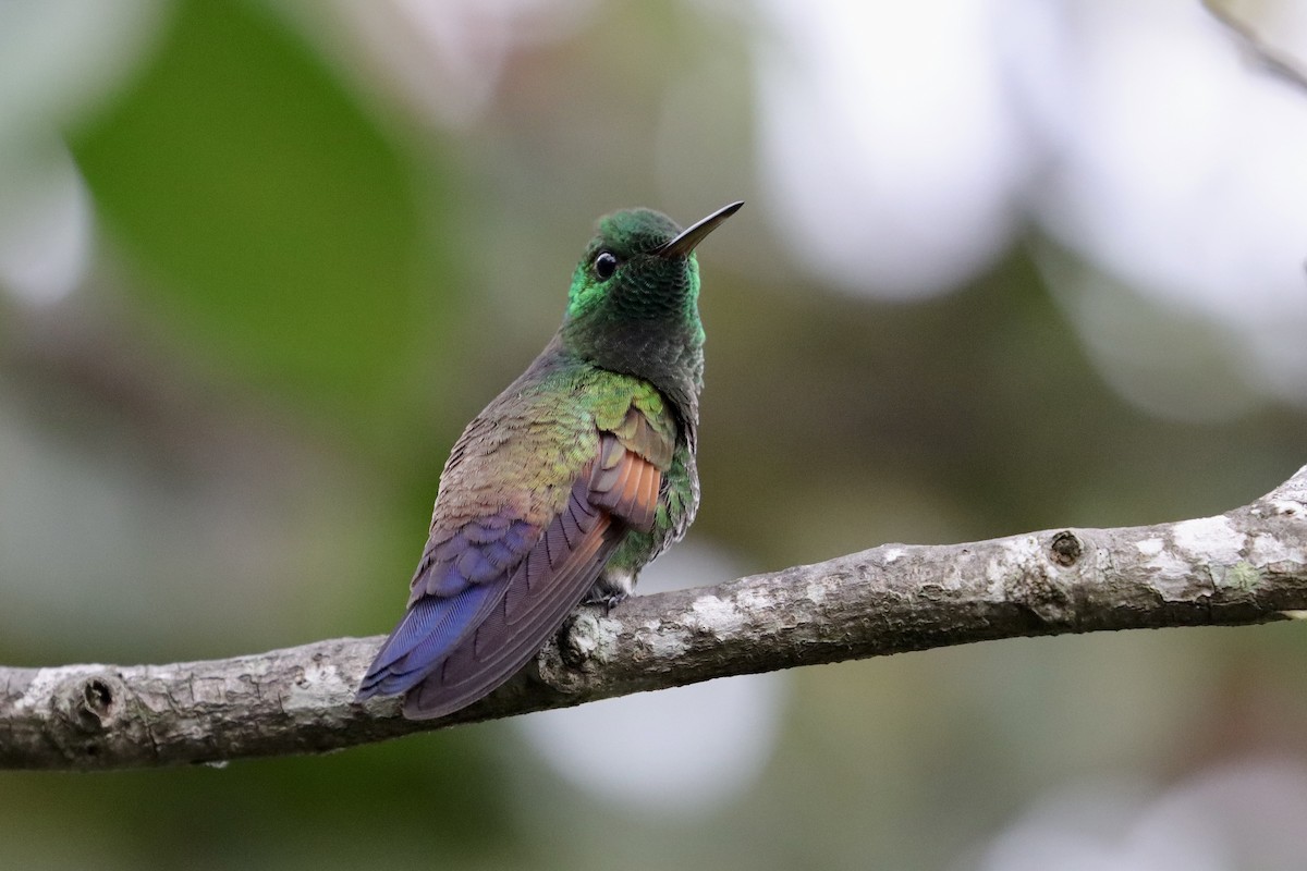 Амазилія-берил синьохвоста - ML643350887