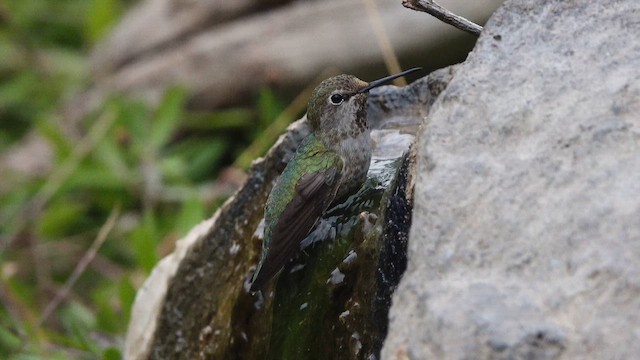 Anna's Hummingbird - ML643350903