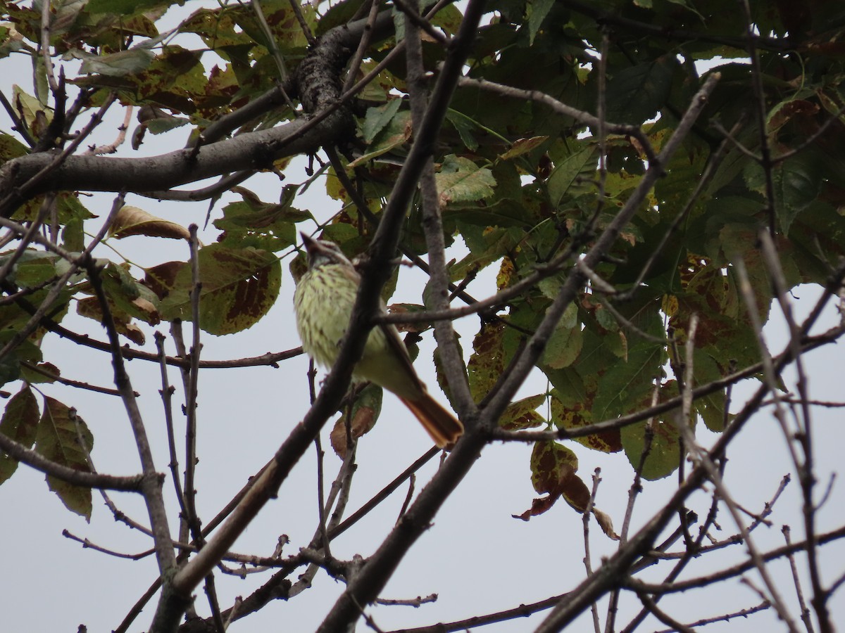 Sulphur-bellied Flycatcher - ML643350904