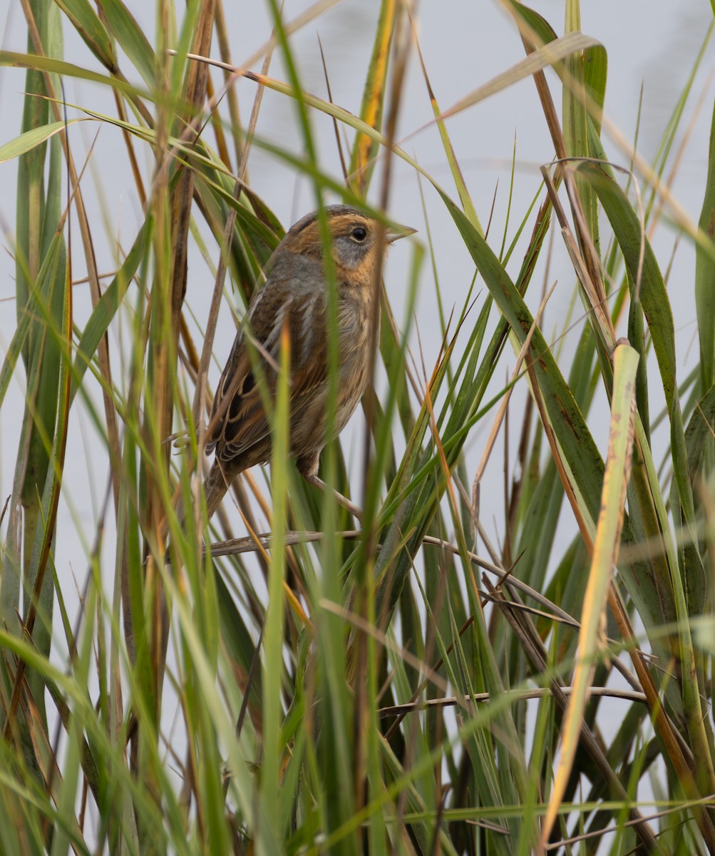 Nelson's Sparrow - ML643350911